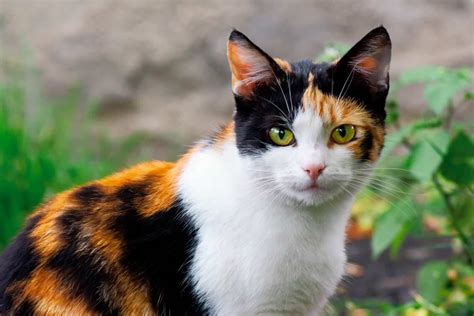 calico cat pictures|pictures of male calico cats.